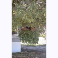 20_year_old_staghorn_and_pump_house.JPG 305.7K